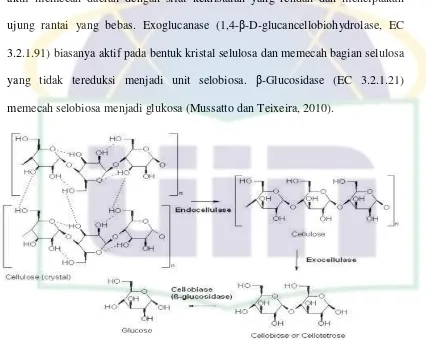 Gambar 2. Jalur reaksi selulosa menjadi glukosa (Demers, 2009). 