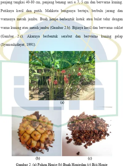 Gambar 2. (a) Pohon Honje (b) Buah Honjedan (c) Biji Honje  