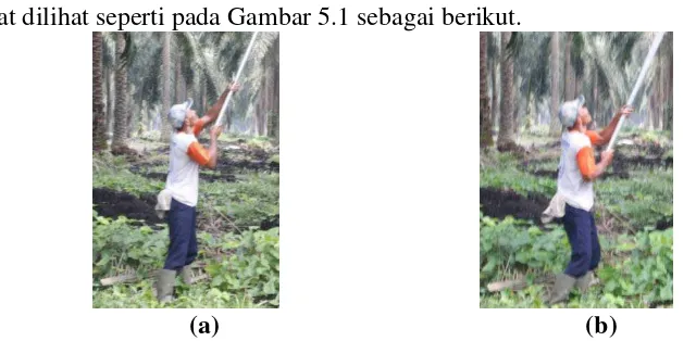 Gambar 5.1 a. Sikap Kerja Mengarahkan Egrek pada Buruh Panen 1 dan  b. Sikap Kerja Menarik Egrek pada Buruh Panen 1 