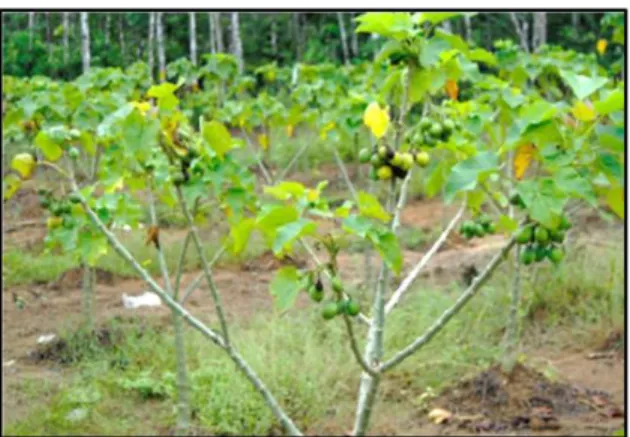 Gambar 2.5 Pohon Jarak Pagar