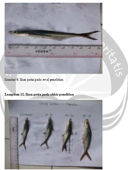 Gambar 6. Ikan patin pada awal penelitian 