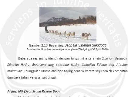 Gambar 2.13   Ras anjing Seppala Siberian Sleddogs 