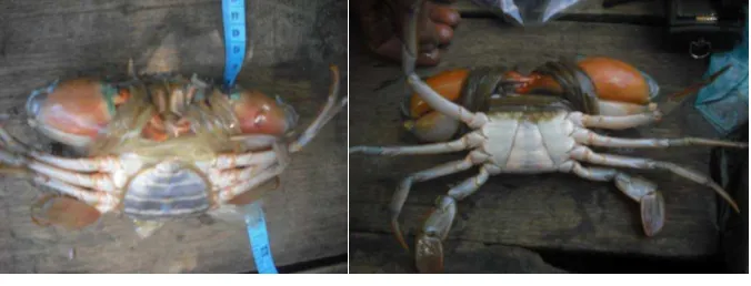 Gambar 1. Kepiting Bakau Betina (A) dan Kepiting Bakau Jantan (B) 