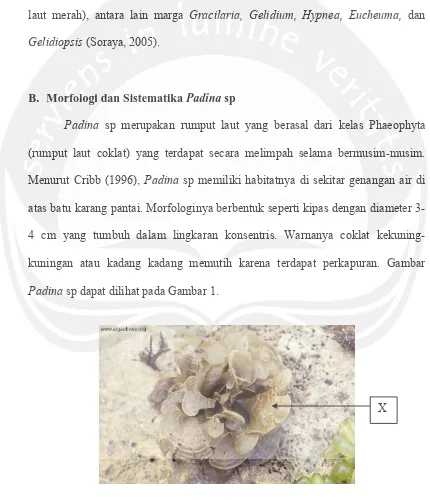 Gambar 1.  Thallus   Padina sp di atas batu karang laut.  (Sumber:  Sun dkk., 2008) Keterangan: X = thallus 