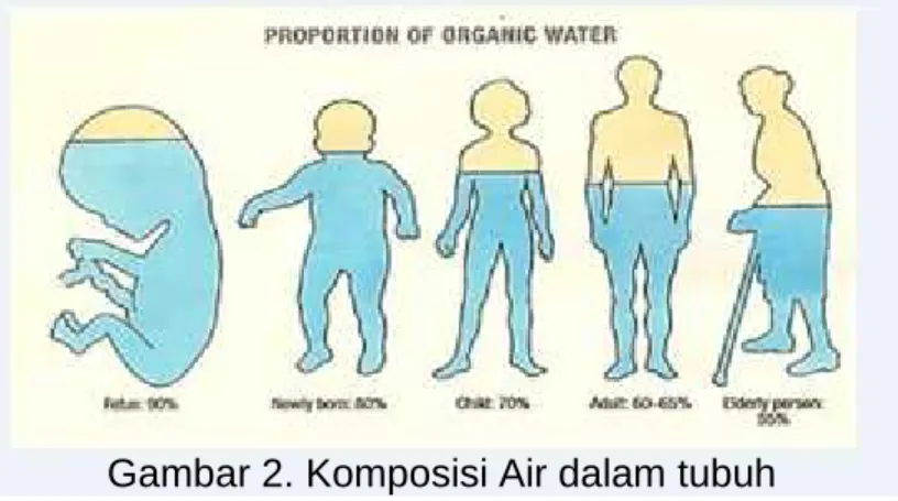 Gambar 2. Komposisi Air dalam tubuh