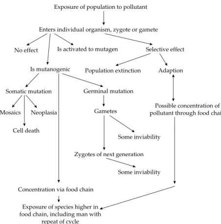 Figure 7.5 Generalized scheme of the genetic effects of pollutants. (Reproduced with permission from Beardmore et al