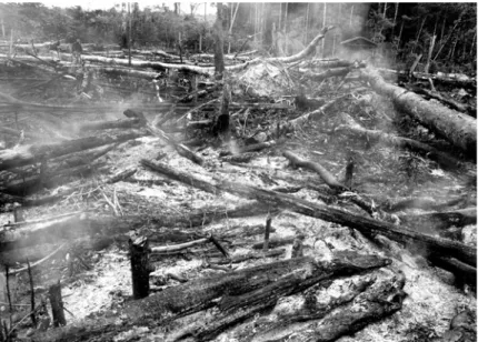 Figure 4.1 The aftermath of slash ‐ and ‐ burn farming in central Amazonia. Photograph by W