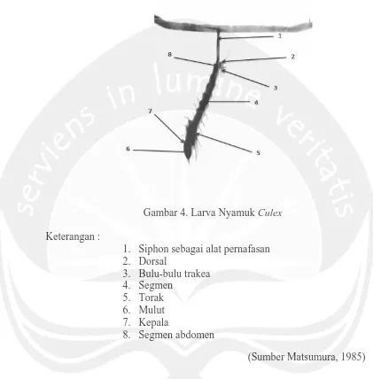 Gambar 4. Larva Nyamuk Culex 