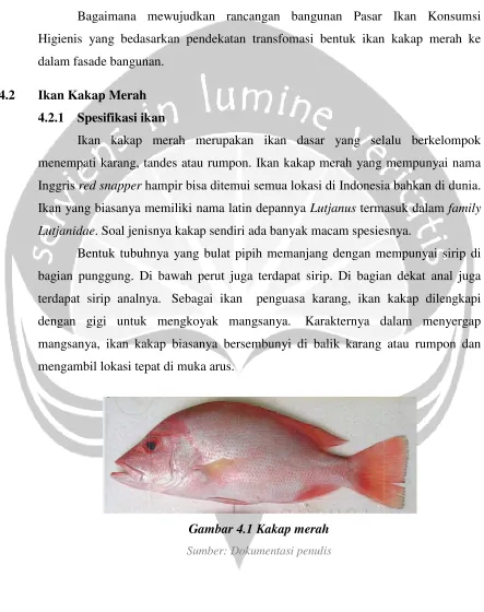 Gambar 4.1 Kakap merah