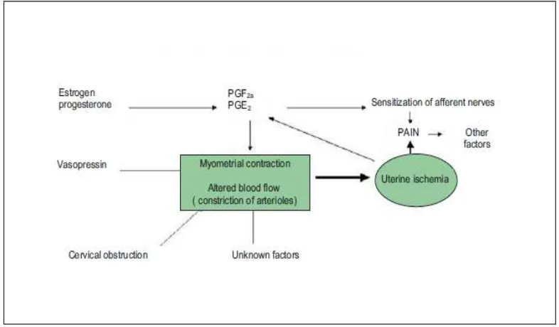 Gambar 5. Peranan prostaglandin pada dismenorea 