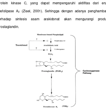 Gambar 7. Pengaruh Tokoferol pada prostaglandin pathway 