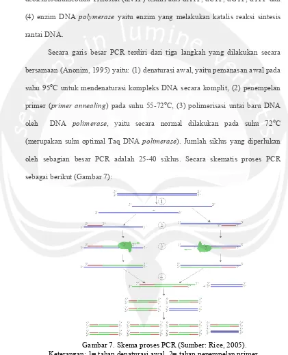 Gambar 7. Skema proses PCR (Sumber: Rice, 2005).  