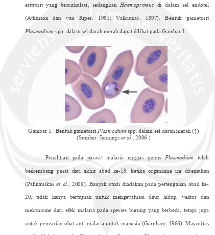 Gambar 1.  Bentuk gametosit Plasmodium spp. dalam sel darah merah (↑)  