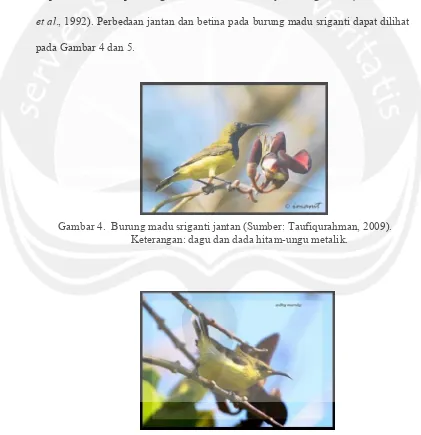Gambar 5. Burung madu sriganti betina (Sumber: Maruly, 2009). Keterangan: tanpa warna hitam pada dagu dan dada