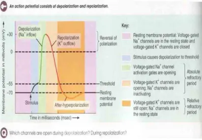 Gambar 1.2   Rangkaian Peristiwa Depolarisasi  – Repolarisasi – Hiperpolarisasi (sumber gambar : 