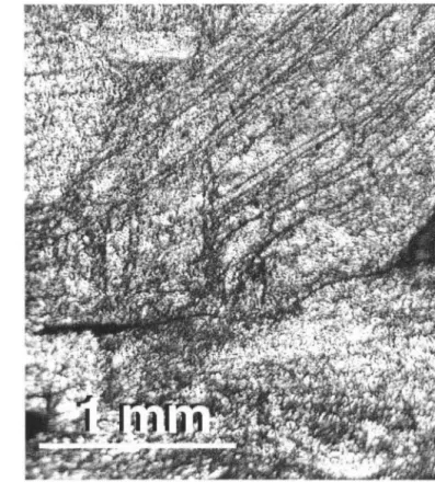 Figure  2.2:  Optical  micrograph  showing  slip  lines  within  the  grains  of  as  deformed  poly- poly-crystalline  Tbo.6DYo.4