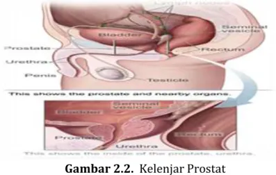 Gambar 2.2.  Kelenjar Prostat  (sumber : wikipedia) 