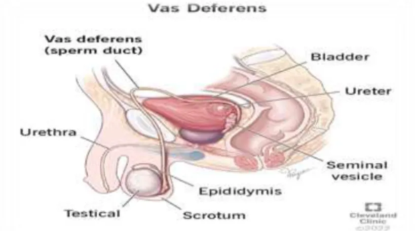 Gambar 2.3. Vasdeferens 
