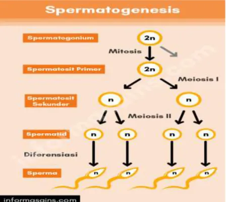 Gambar 2.4. Spermatogenesis 