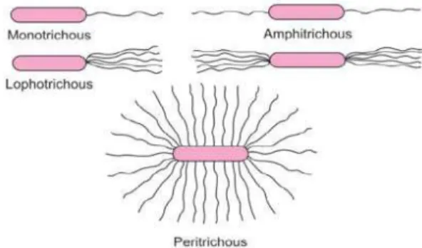 Gambar 9. Susunan flagella (Kumar, 2016)  9. Mesosom 