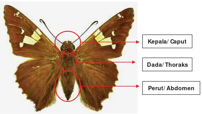 Gambar 2.5.Gambar  morfologi kupu - kupu 
