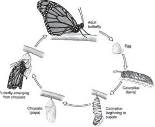 Gambar 2.6.Gambar  metemorfosis kupu - kupu 