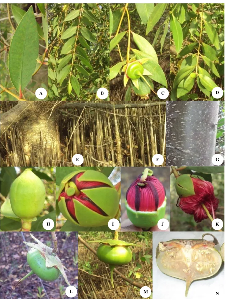 Figure 1. Sonneartia lanceolata: A. Leaf blade, B. Drooping branch, C. Drooping branchlet with fruit, D