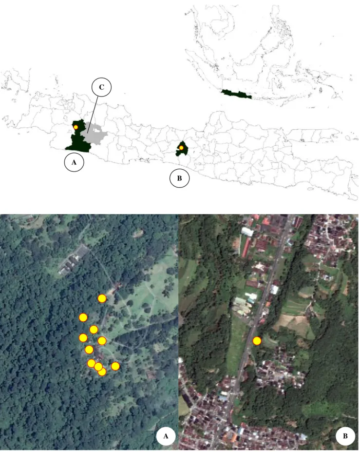 Figure  1. Site  discovery  of naturalized Selaginella  uncinata in  Java,  Indonesia
