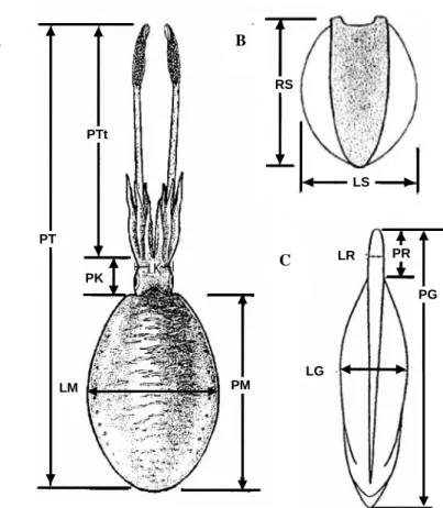 Figure 2. The morphometric characters of cephalopods measured in the study (modified from Andy-Omar 1999)