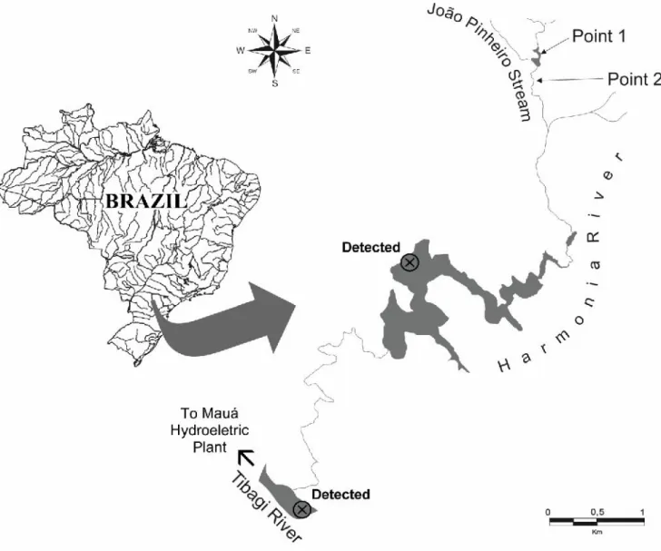Figure  1. Location  of  João  Pinheiro  Stream,  subaffluent  of  the  Tibagi  River  indicating  the  sampling  sites  of Micropterus  salmoides:
