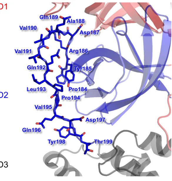 Fig. 5.3. Coronavirus nsp5 domain2-domain3 interdomain loop. The interdomain loop residues (184 –  199) are shown and labeled on a modeled structure of MHV nsp5
