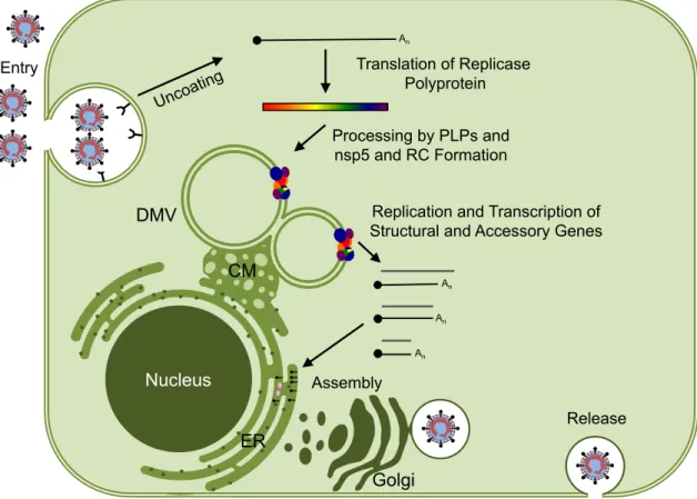 Fig. 1.2. Coronavirus replication cycle. Coronaviruses initiate infection and entry through receptor- receptor-mediated endocytosis or direct membrane fusion
