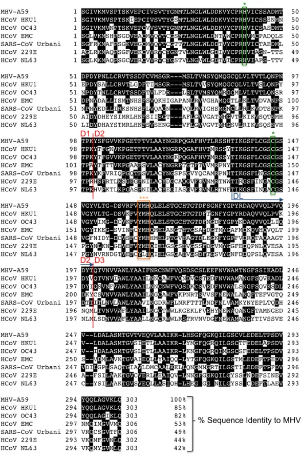 Fig. 1.4. Primary sequence alignment of MHV and human coronavirus nsp5 sequences. Residues that  identical to MHV are shaded