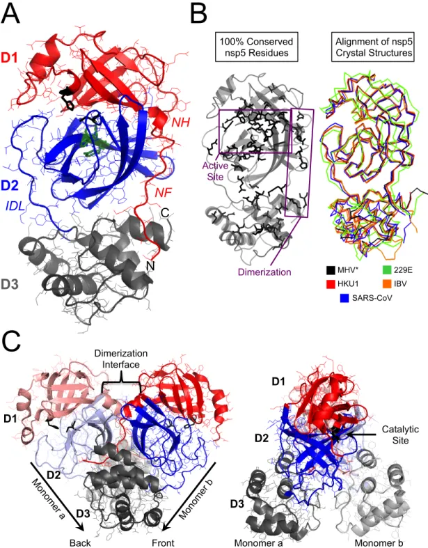 Fig. 1.5. Structural analysis of coronavirus protease nsp5. A) Monomeric crystal structure of HKU1  nsp5 (PDB code 3d23; Zhao, 2008)
