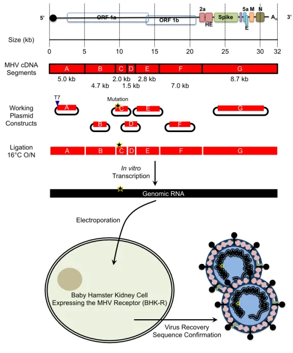 Fig. 1.8. MHV Infectious Clone, Reverse Genetics and Virus Recovery. The MHV genome (31.6 kb)  has been reverse transcribed and subcloned into separated into 7 cDNA fragments in plasmid constructs