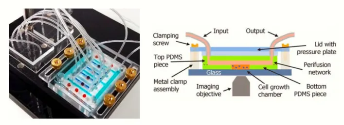 Figure 1.1 (left) mammary gland on a chip prototype. the bioreactor was filled with blue and red  dyes indicating microfluidic channels (blue) and the cell chambers (red); (right) OCM indicating  major components with supply network