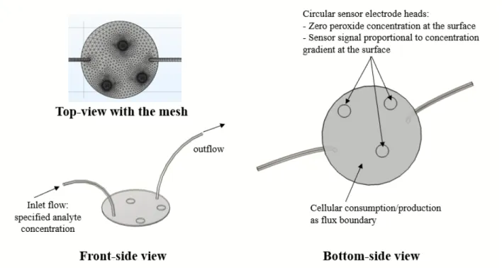 Figure 4.3 Mesh and boundary conditions to model transport in µCA. Fine fluid dynamics meshing  was applied to the geometry, including µm-scale size of the mesh elements on the sensor surface  (top view); convective flux boundary conditions specified at bo