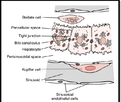 Gambar 2.1 Hepatosit, Ruang Perisinusoidal dan Sinusoid   (Tso and McGill, 2004) 