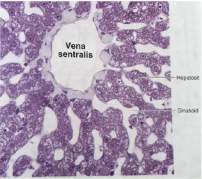 Gambar 2.2  Histologi lobus hati: Vena sentralis, Hepatosit, Sinusoid (Luiz, 2007 )