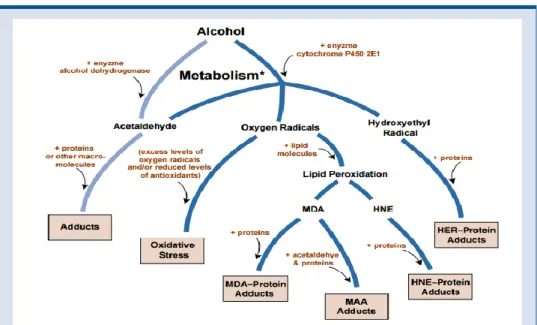Gambar 2.3 Metabolisme Alkohol (a) (Tuma and Casey, 2003) 