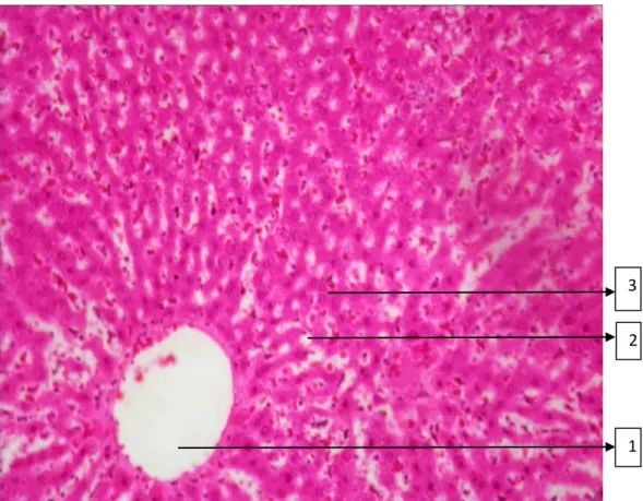 Gambar 5.1 Histologi Hati pada Kelompok Kontrol dengan Pembesaran 200x  Keterangan: 