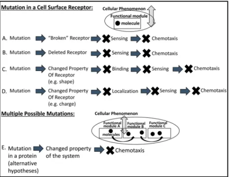 Figure 8. Diagram illustrating the varied forms of student explanations for the effect of a mutation in the Bacteria Sensing Probe