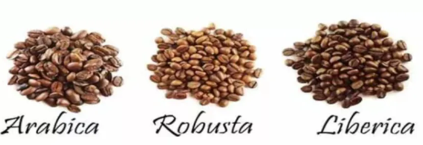 Gambar 2.3 Ciri-Ciri kopi arabika,robusta dan liberika. 