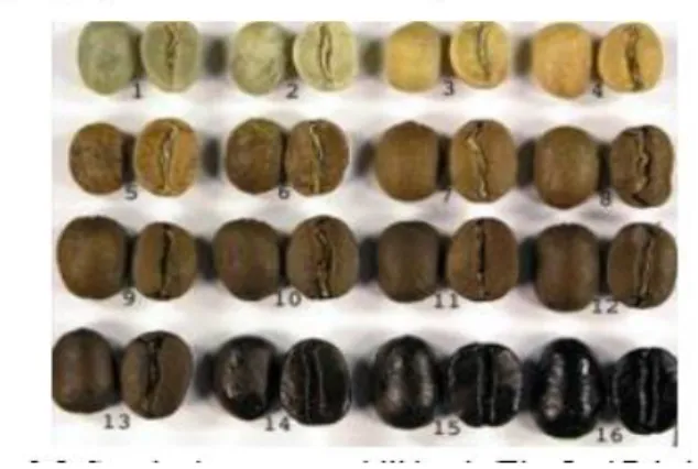 Gambar 2.13 Standar kematangan biji kopi. (Eko Joni Pristianto, 2016)  Adapun yang  dilakukan proses penyangraian biji kopi dengan variasi 3 suhu  yaitu  190℃,  200℃  dan  210℃