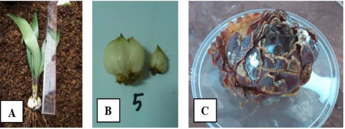 Gambar 2.   Proses  pengambilan  eksplan  (A),  pemotongan  daun  dan  akar  (B),  dan     pencelupan eksplan pada larutan fungisida (C)