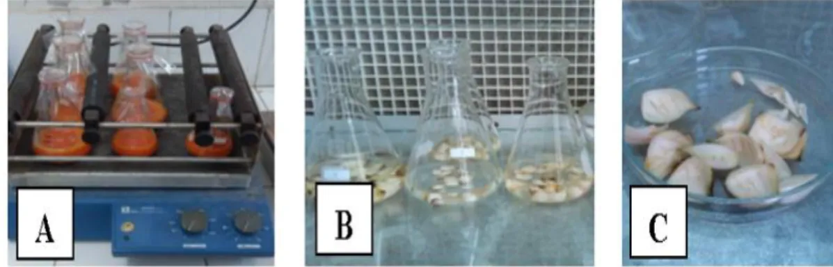 Gambar 3.  Tahapan  sterilisasi  eksplan  sisik  umbi,  perendaman  pada  larutan  fungisida  dan  antibiotik  (A),  perendaman  pada  larutan  alkohol  dan  NaOCl (B), dan sisik umbi yang telah dilukai (C)