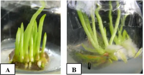 Gambar 5. Tunas mikro lili yang terbentuk (A), akar yang mulai tumbuh (B)  4.  Perbanyakan Tunas