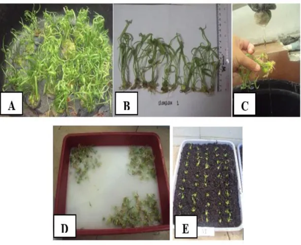 Gambar 8.   Tahapan aklimatisasi lili, mengeluarkan planlet dari dalam botol (A, B),  mencuci umbi dari sisa-sisa agar (B), merendam dalam larutan fungisida  (D), menanam pada media kompos (E) 