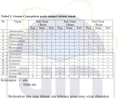 Tabel 2. Genus Cyanophyta pada sampel dalam tanah 
