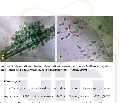 Gambar 5. Aphanothecepembelahan sel pada Apha ce. Koloni phanothece